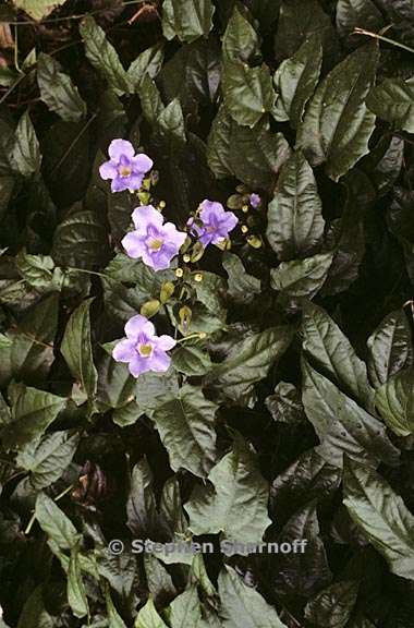 thunbergia grandiflora 1 graphic